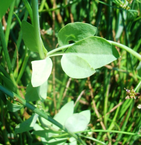 Lotus corniculatus